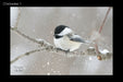 Chickadee 1