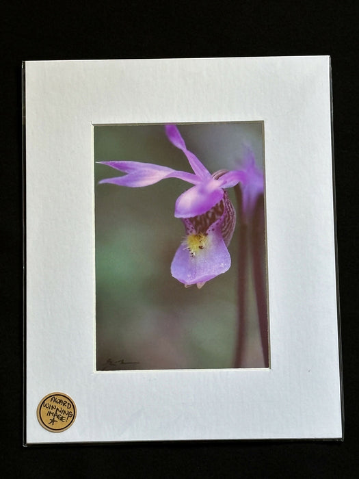 Orchid 4 SM