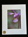 Orchid 4 SM