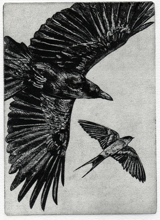 crowswallow005