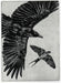 crowswallow005