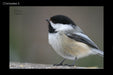 Chickadee 5