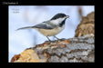 Chickadee 2