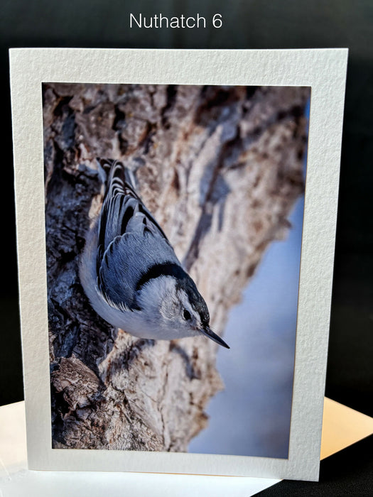 Nuthatch Notecard 6 SM