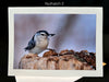 Nuthatch Notecard 2 SM