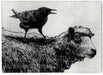 crowsheepwatermark copy