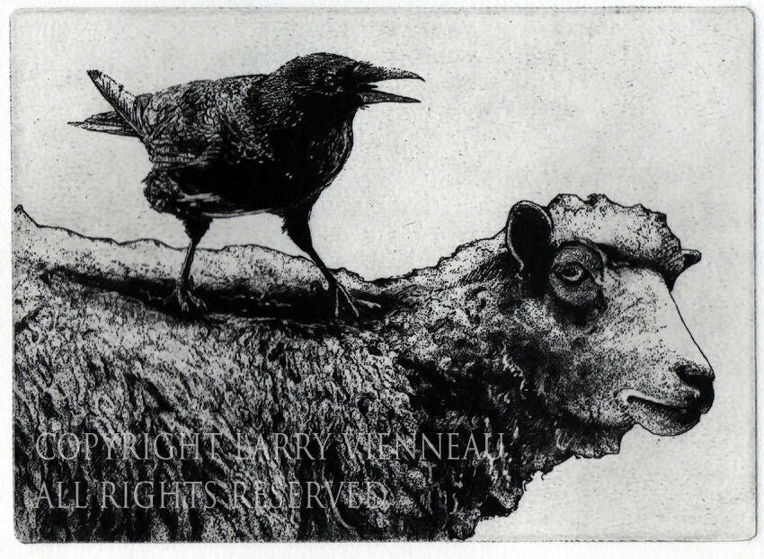 crowsheepwatermark copy