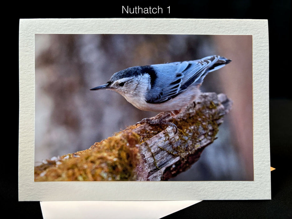 Nuthatch Notecard 1 SM