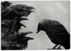 JACKDAW AND RAVENS
