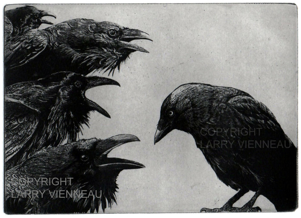 JACKDAW AND RAVENS