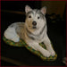 malamute4