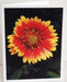 firewheel