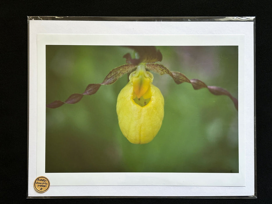 Orchid 3 SM