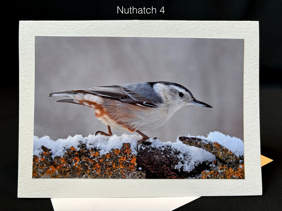 Nuthatch Notecard 4 SM