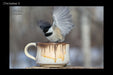 Chickadee 3