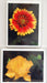 firewheel n cactus boxed sets
