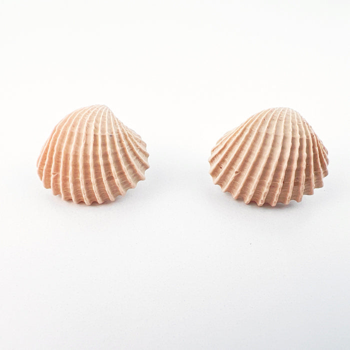 Earrings Clam Shell Stud Earrings