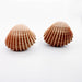 Front view of a pair of handcrafted natural colored clam shell stud earrings