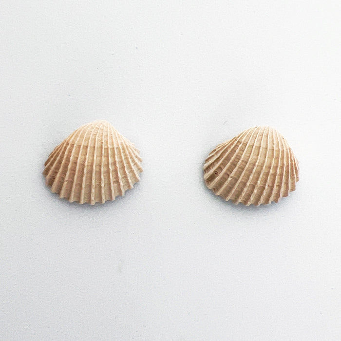 Earrings Clam Shell Stud Earrings
