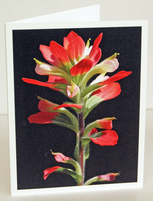TX paintbrush lght