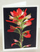 TX paintbrush lght