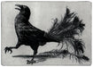 CROW AND PEACOCK copy