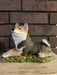 shiba