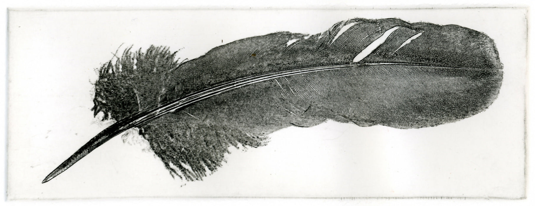 feather003