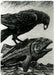 Raven Helps Salmon to Swim