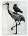 crowcrane007