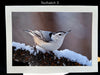 Nuthatch Notecard 3 SM
