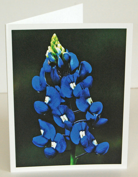 bluebonnet lght