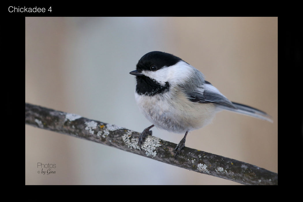 Chickadee 4