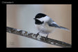 Chickadee 4
