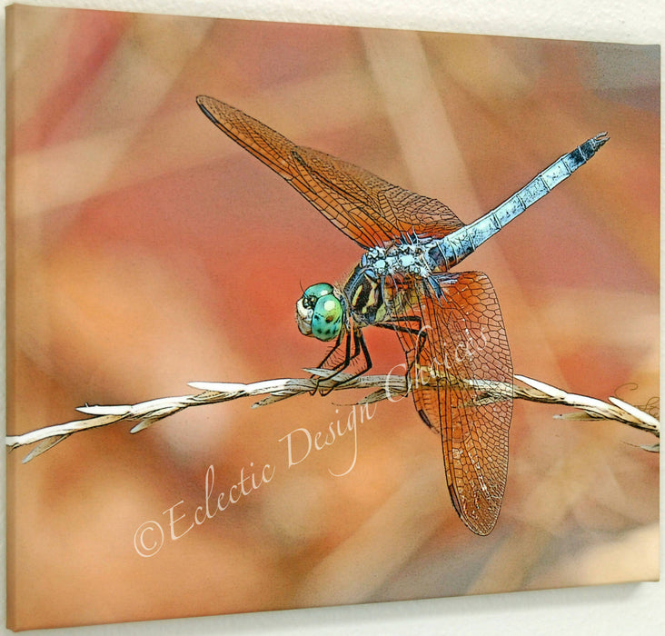 drgnfly bl dshr 16x20 thn galwrp sgnd wm