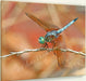 drgnfly bl dshr 16x20 thn galwrp sgnd wm