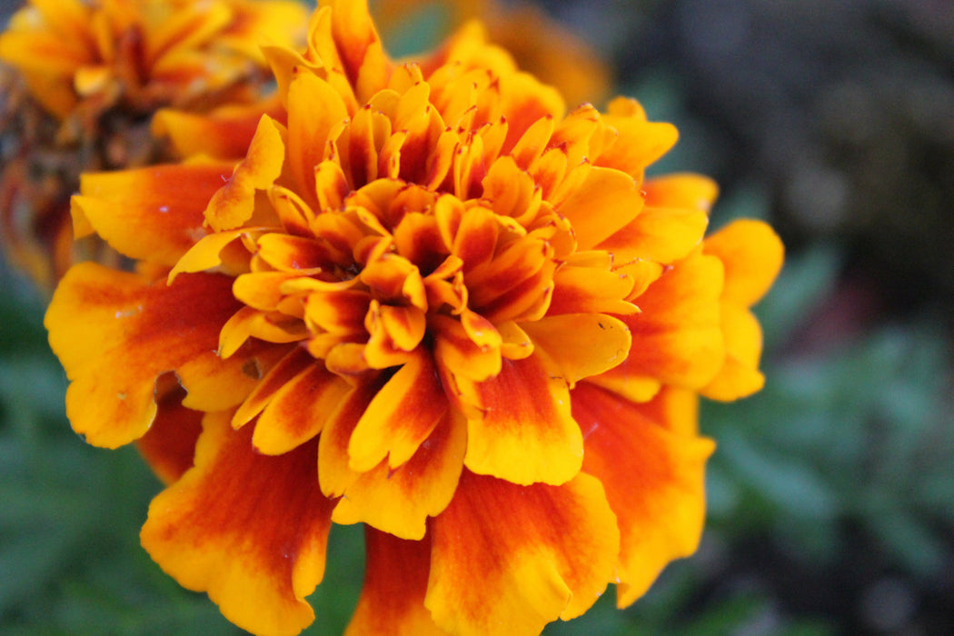 Marigold Seeds