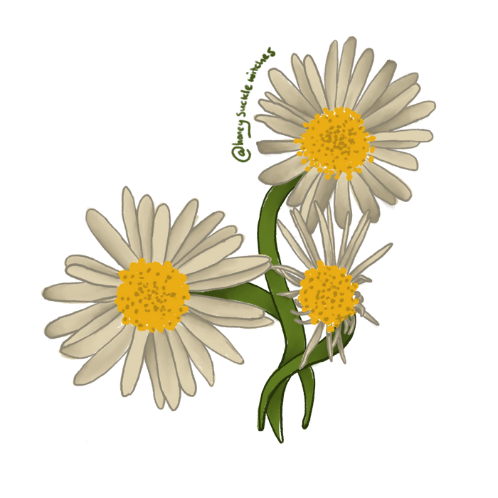 Chamomile || Vinyl Waterproof Sticker