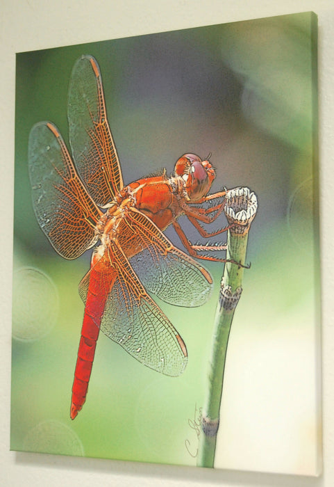 neon skimmer male16x20 2