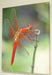 neon skimmer male16x20 2
