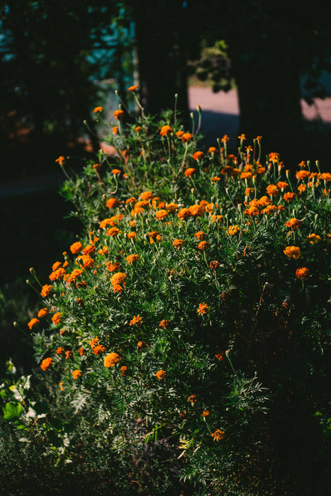 Marigold Seeds