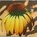 Coneflower Yellow - Recurved sq