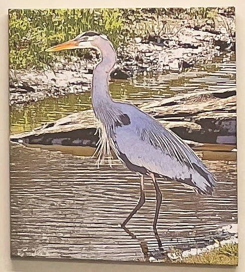 great bl heron