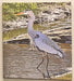 great bl heron