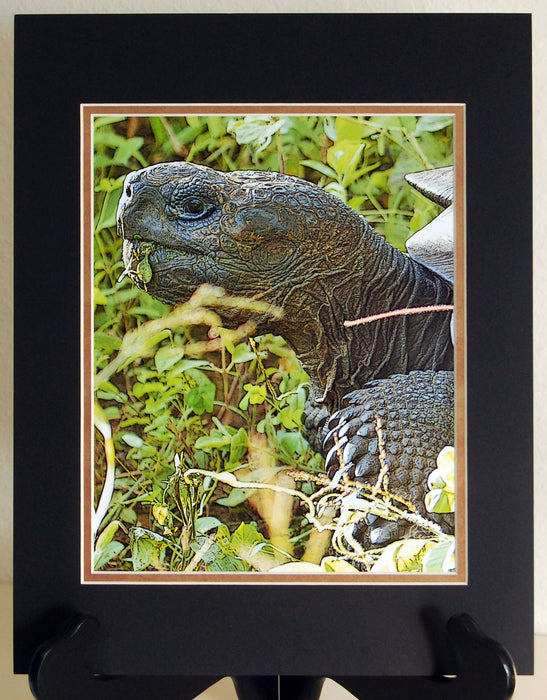 galap tortoise dbl mat