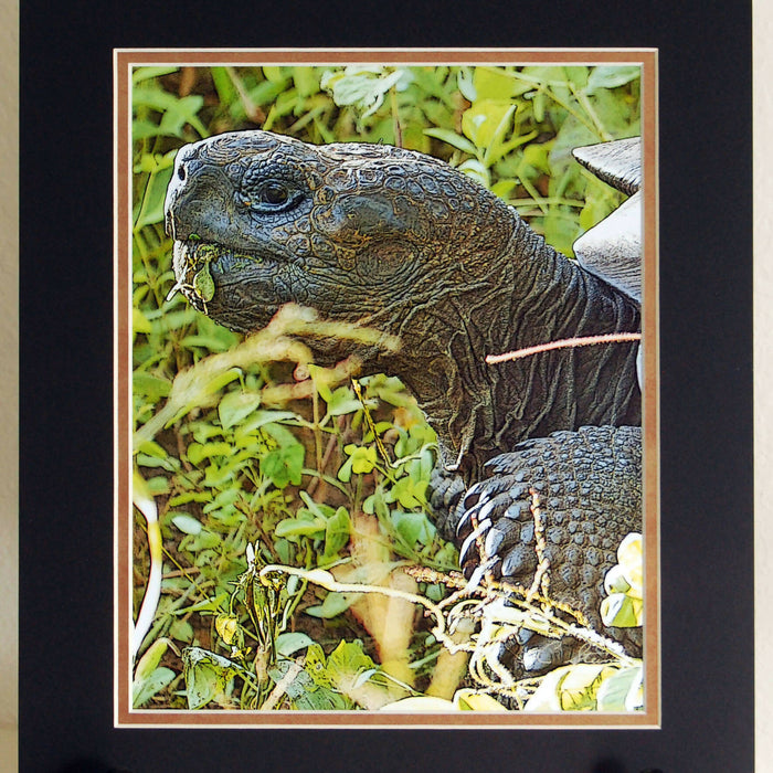 galap tortoise dbl mat sq