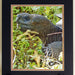 galap tortoise dbl mat sq