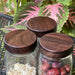 mason jar lids in walnut