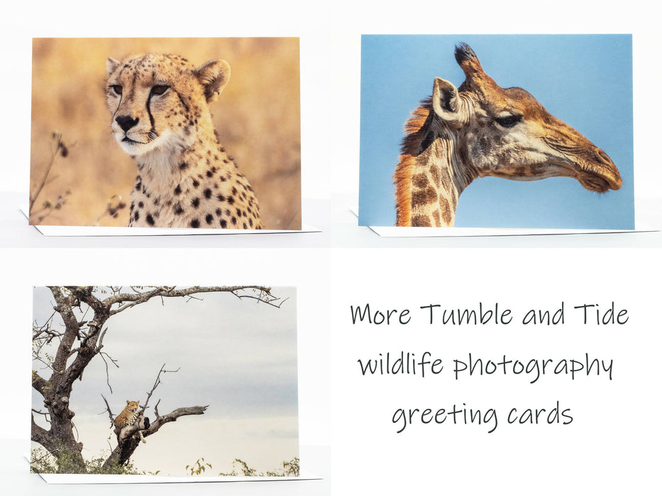 Leopard Photography Greeting Card