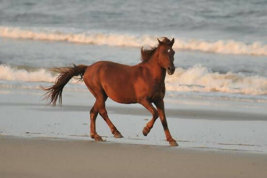 Corawla Horse Figure